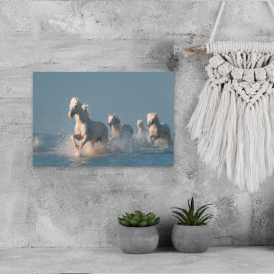 Chevaux blancs qui courent dans la nature