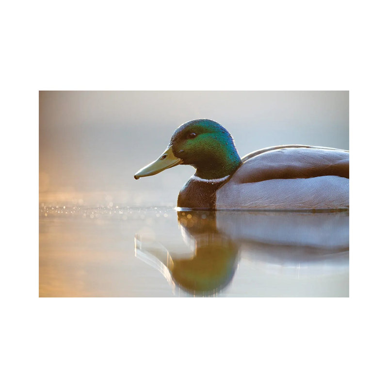 Mallard by Mateusz Piesiak - Wrapped Canvas Print, 30.48 cm H x 45.72 cm W