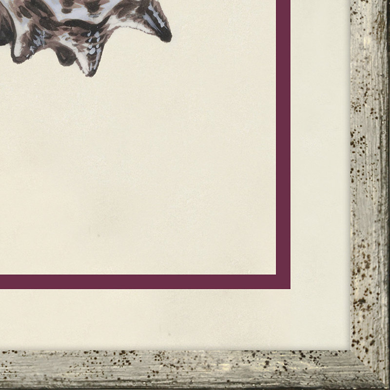 Flower, Seashell and Insect V Framed