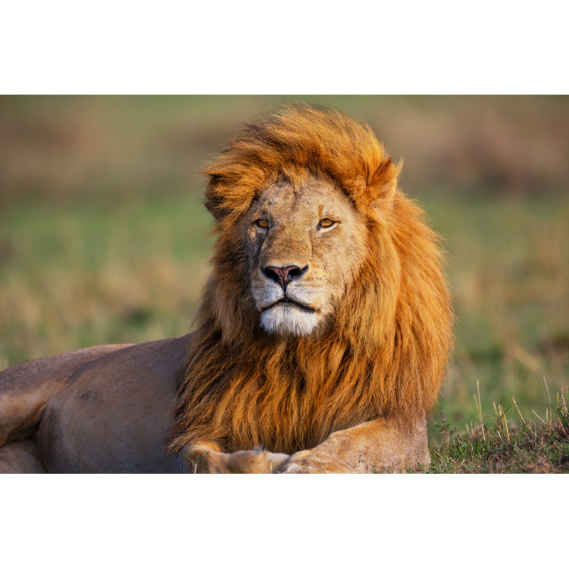 " Portrait Of Lion " by Maggymeyer, 12" H x 18" W