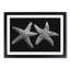Two Starfish - Picture Frame Graphic Art Print-56734773-56734775