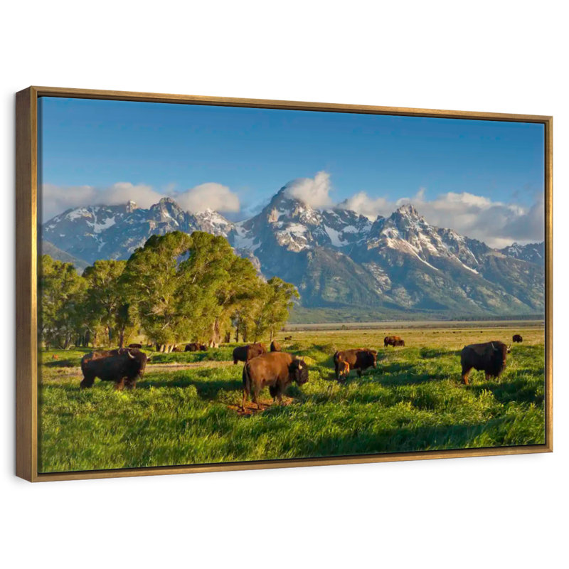 Bison de Grand Teton, Cadre flottant doré, 37 po x 25 po