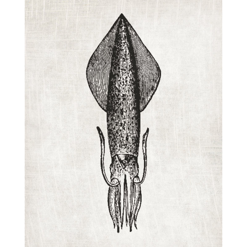 Squid Linen - Painting Print, 30cm H x 20cm W, Wrapped Canvas
