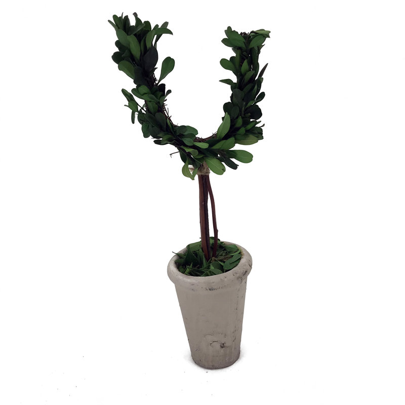 Arbre en pot lettre de monogramme buis real préservé Karina