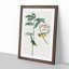 Hooded Warbler Birds by John Audubon - Picture Frame Painting Print-55580071-55580072