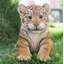 Statue tiger de l’assise