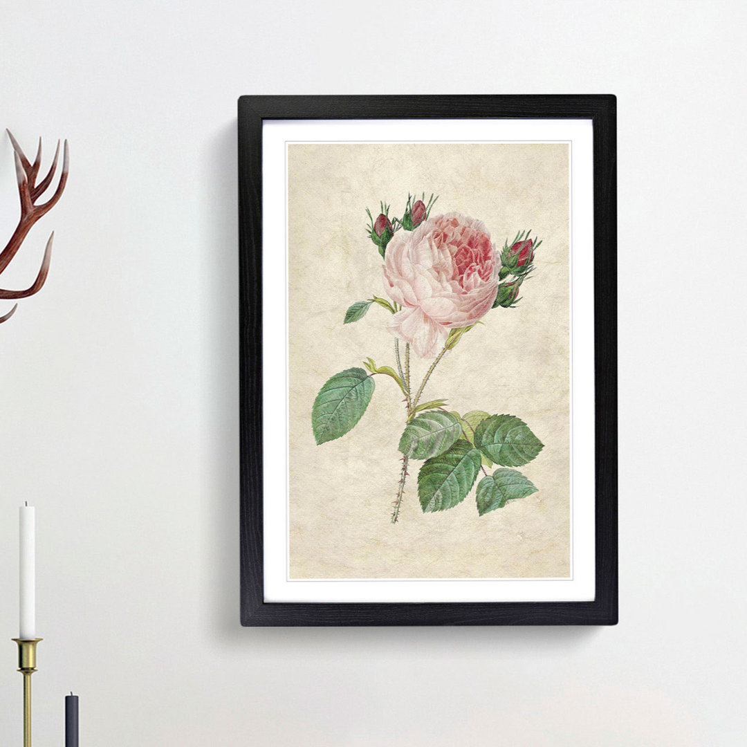 Cabbage Rose by Pierre-Joseph Redoute - Framed Print