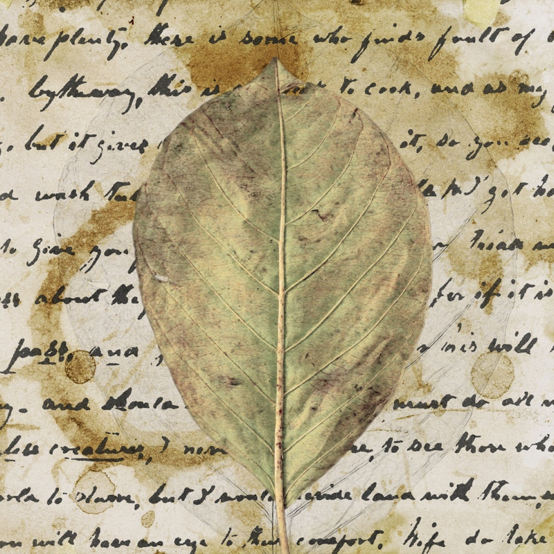 «Earth Leaf II» par Alonzo Saunders - impression sur toile tendue, H 20 po x l 20 po