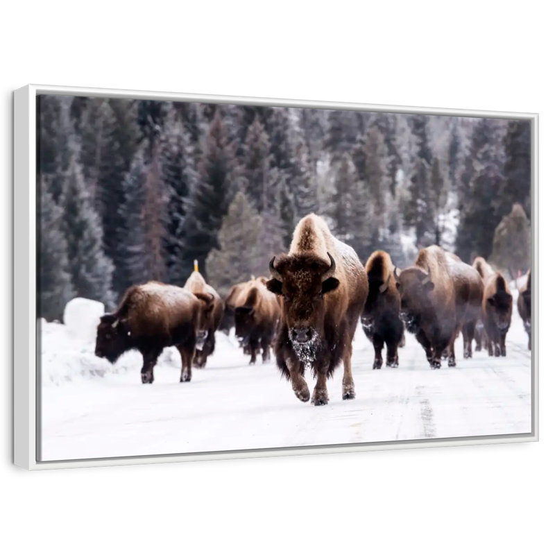 Winter Bisons, Floating Frame White, 31" X 21"