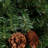 Faux Lighted Pine 48'' Wreath