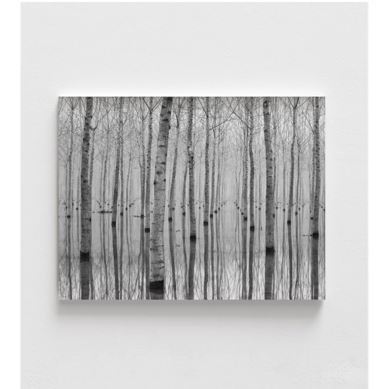 «Forest Forest», art mural surdimensionné, photo surdimensionnée, H 4 po x l 6 po, Impression sans cadre, Ne s’applique pas