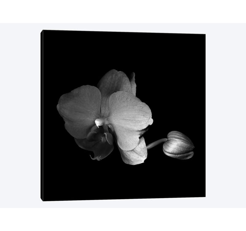 « orchidée vi, b&w » par magda indigo, reproduction d’art sur toile, H 24 po x l 24 po x P 1 po, Papier avec cadre noir