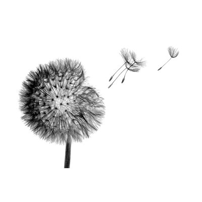 Dandelion Flower by Katya_Havok - Wrapped Canvas Square Print