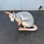 Statue kangourou accroupi Wallaby