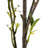Mountain Prunus Arrangement
