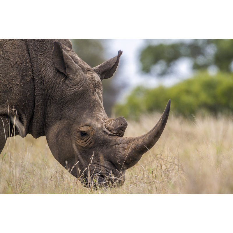Southern White Rhinoceros In Kruger National Park - Wrapped Canvas Print, 30cm H x 46cm W