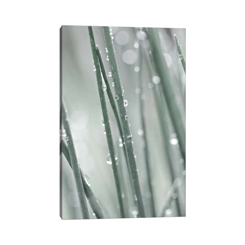 Pale Grass by Monika Strigel - Print on Canvas, Wrapped Canvas, 45.72cm H x 30.48cm W x 1.91cm D