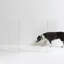 Hiddin Clear Freestanding Tall Zig Zag Pet Gate-1571870134