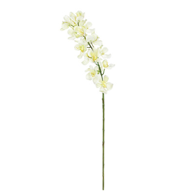 Tiges d'orchidées