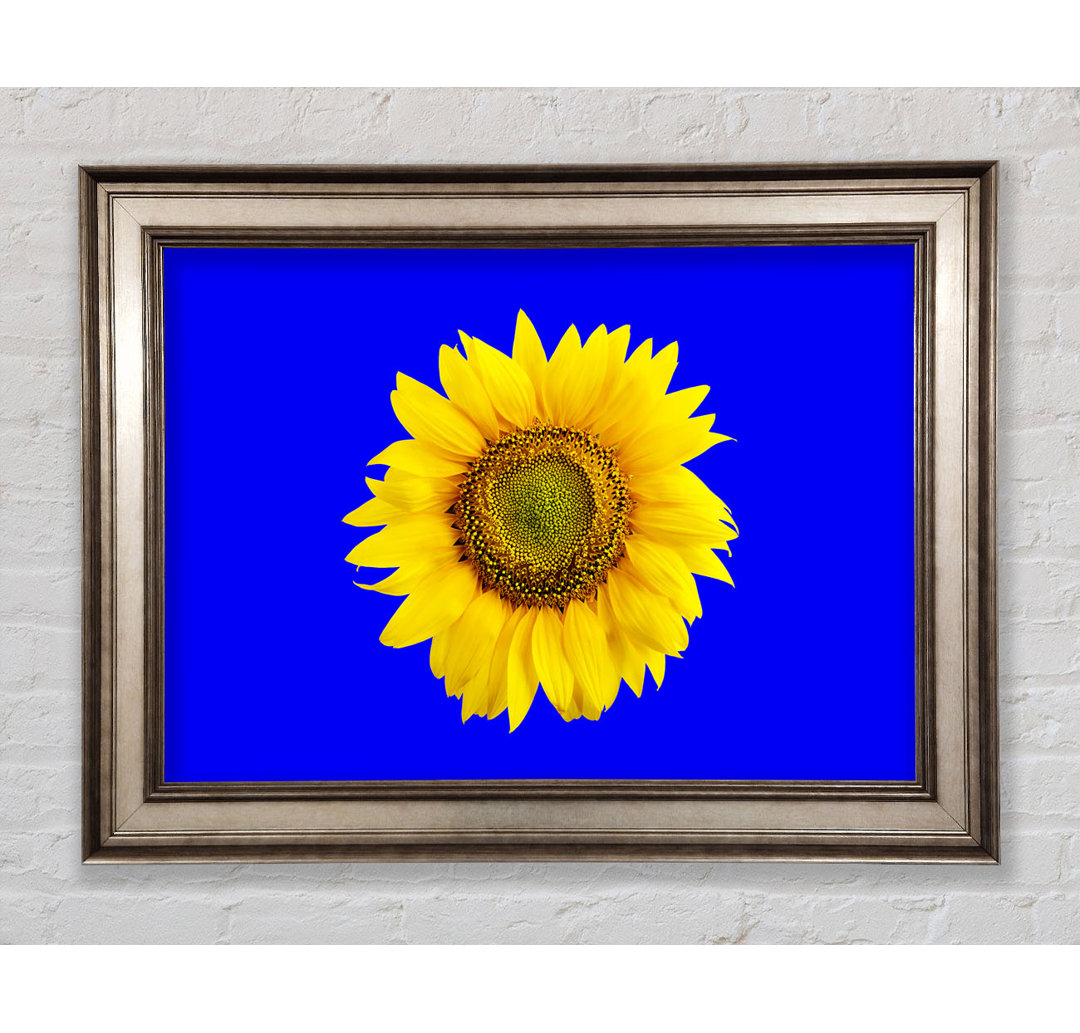 Sonnenblumenkopf auf Blau - Bilderrahmen Kunstdrucke