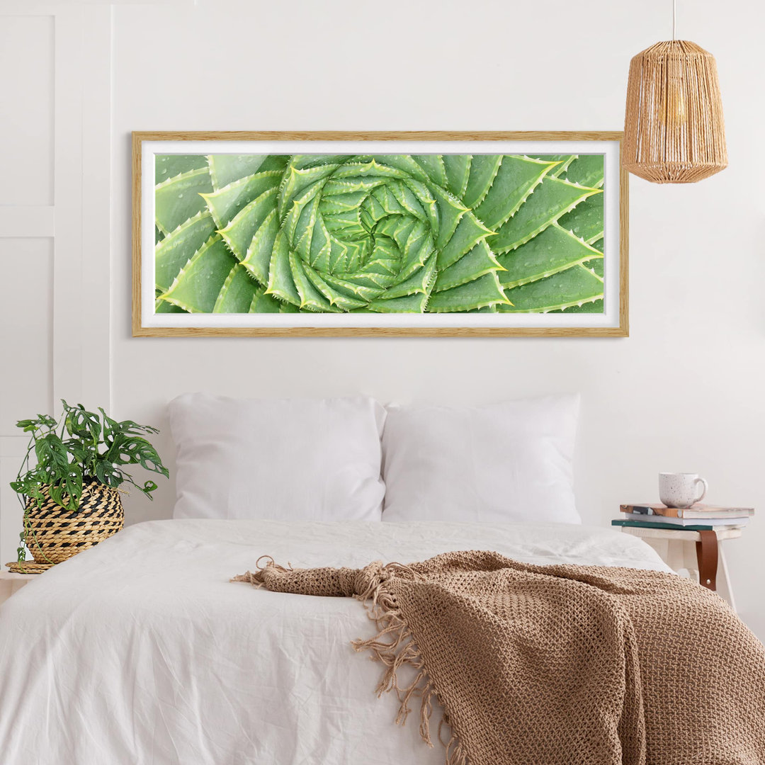 Gerahmter Fotodruck Spiral Aloe