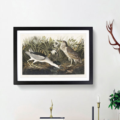 Night Heron by John Audubon - Picture Frame Painting Print on MDF