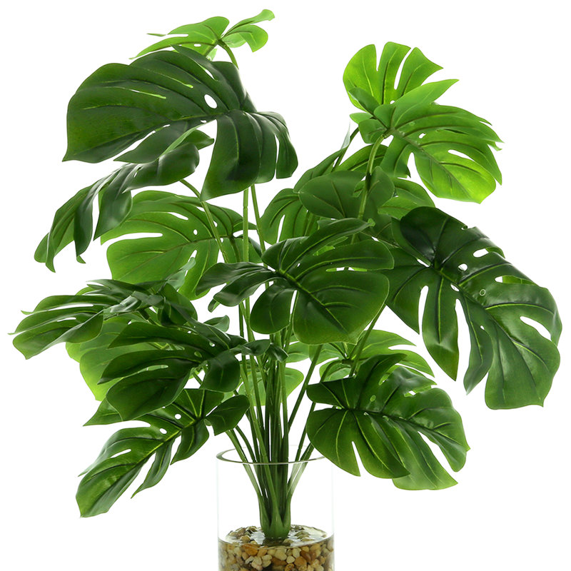 Monstera In Rocks With Water