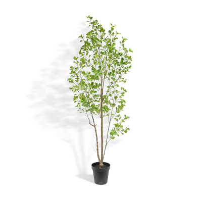 TREE FICUS HEART GROWER 7FT