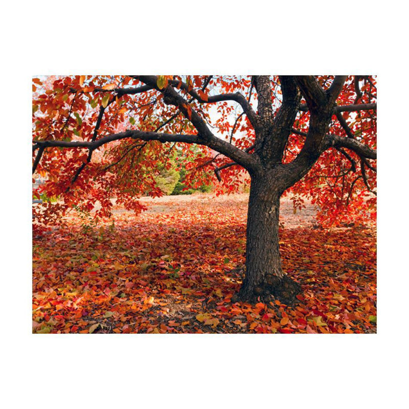 Murale arbre Daonna en automne, L 106 po x l 137 po
