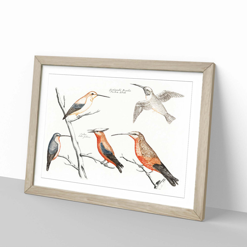 Five Hummingbirds by Johan Teyler - Picture Frame Art Print, Oak Framed, 36cm H x 48cm W x 2cm D