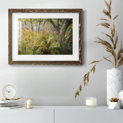 " Autumn Ferns "