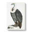 White-backed Vulture by John Edward Gray - Wrapped Canvas Painting-55302094