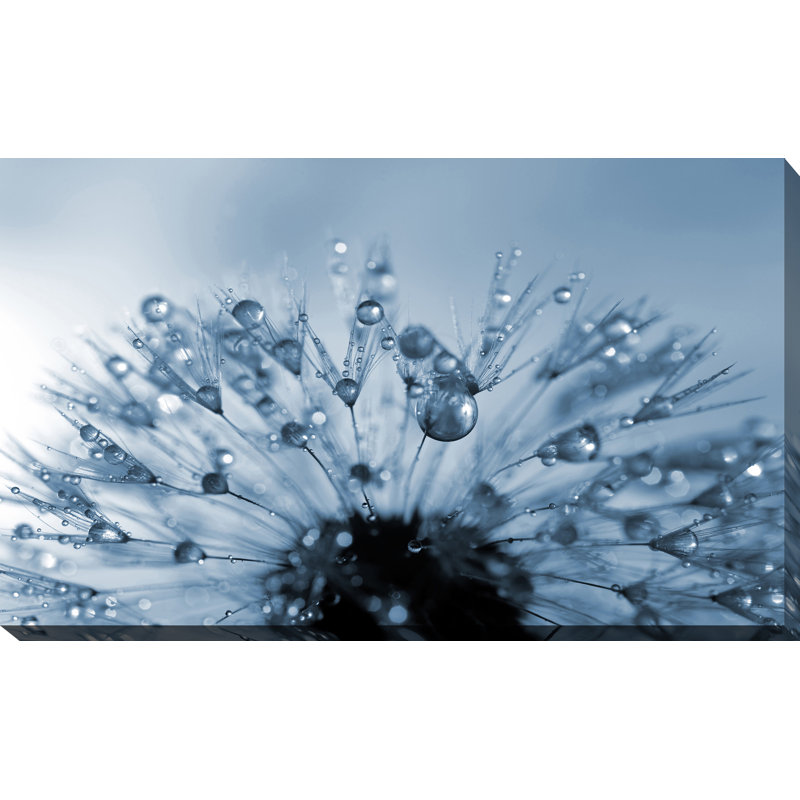 « dewy pissenlit fleur full », reproduction de photo sur toile tendue, H 24 po x l 40 po x P 1 po