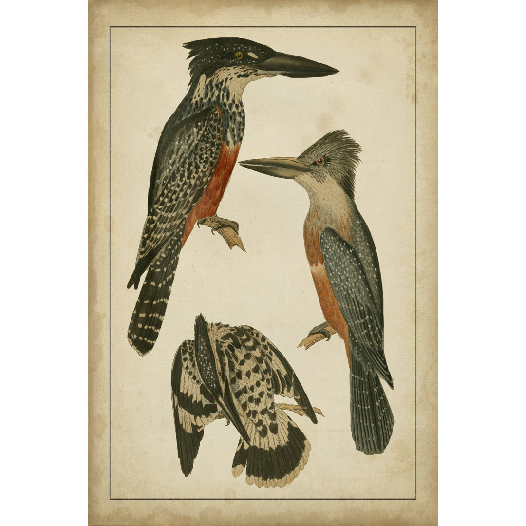 Leinwandbild Vintage Kingfishers I