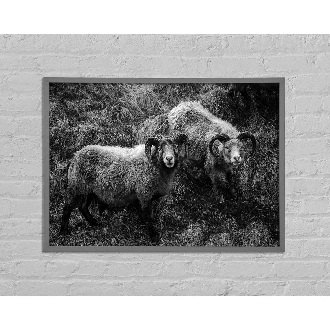 Arlingham Ram Duo - Druck