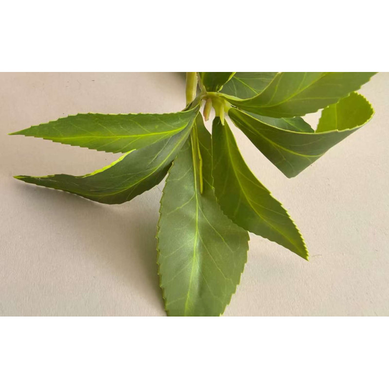 PIERIS JAPONICA*5 FLOWERS 80''