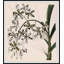 Frond Fountains 1 Print by Art House Studios-1719360071