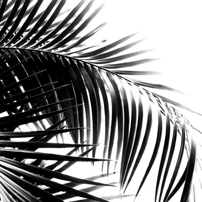 «Palm Leaves» - impression sur toile tendue