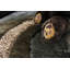 Tapis terre-678723332