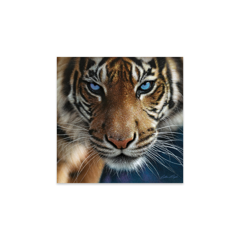 Tigre - yeux bleus sur plastique / acrylique par Collin Bogle, peinture