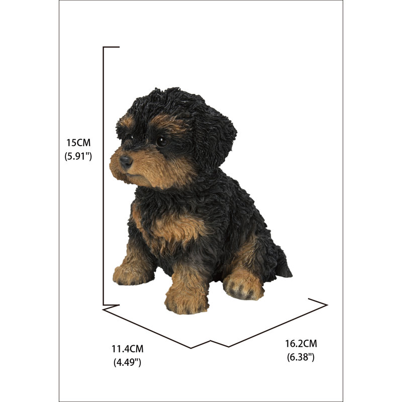 Bébé Cavapoo, Noir / brun