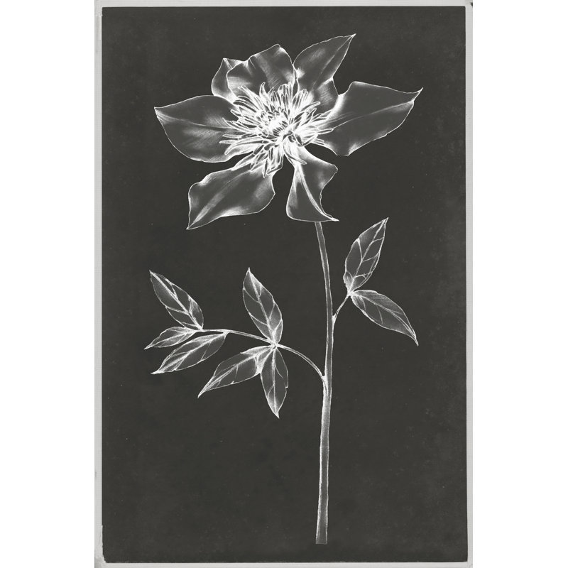 Single Stem IV - Wrapped Canvas Print, 46cm H x 30cm W x 3.8cm D