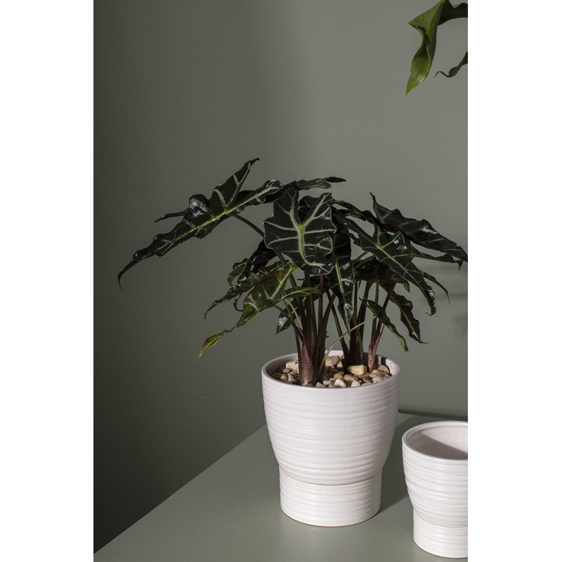 Canella Ceramic Pot Planter, 9.25" H x 8.5" W x 8.5" D