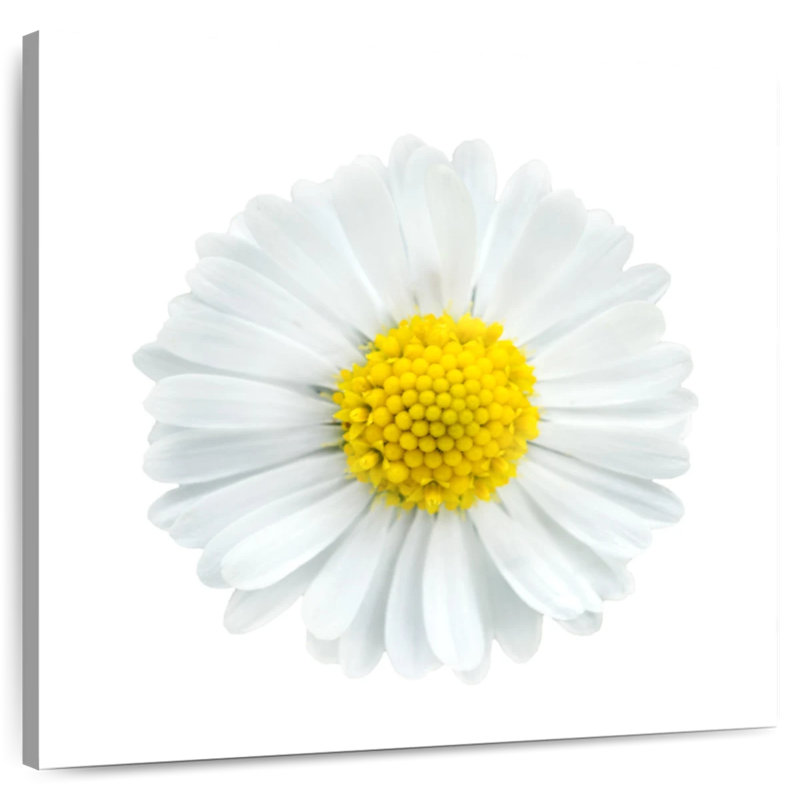 Harnek White Chamomile Flower
