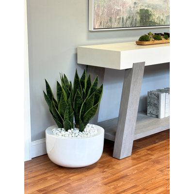 Snake Plant Arranged in a Fiberstone Pot