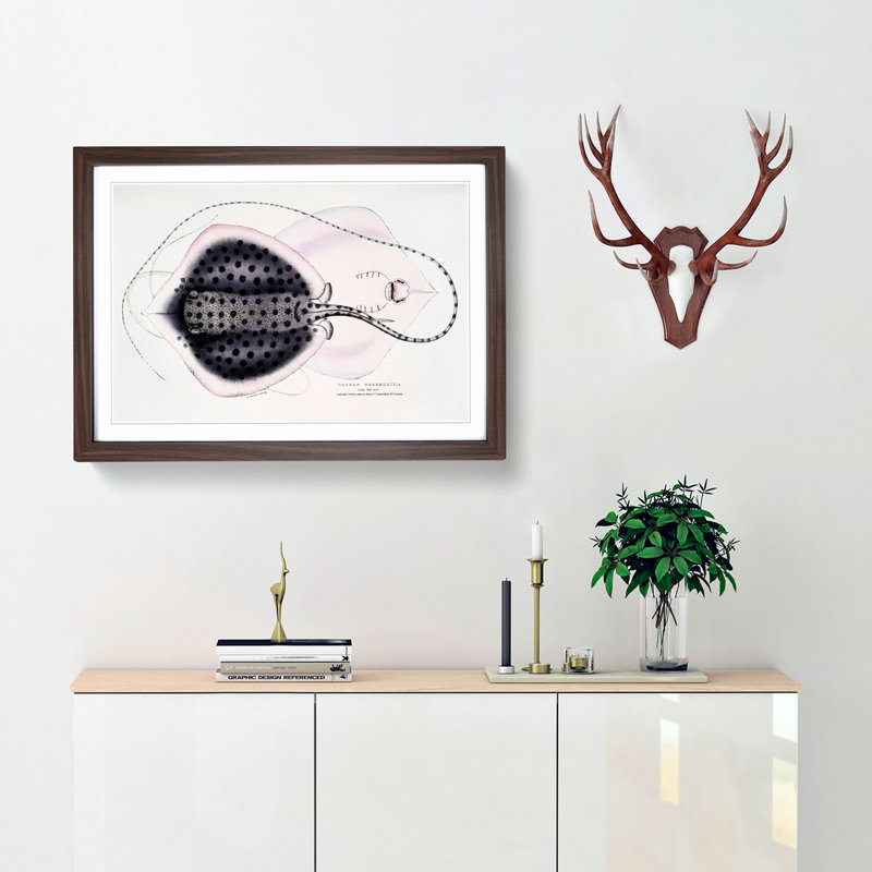 Stingray Illustration by John Edward Gray - Picture Frame Graphic Art Print, Walnut Framed, 36cm H x 48cm W x 2cm D