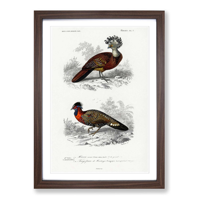 Bird Illustrations PL. 7 by Charles D' Orbigny - Single Picture Frame Painting, 33cm H x 24cm W x 2cm D, Walnut Framed