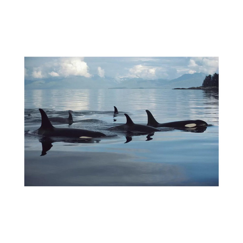 Orca Group, Johnstone Strait, British Columbia, Canada by Flip Nicklin - Wrapped Canvas Print