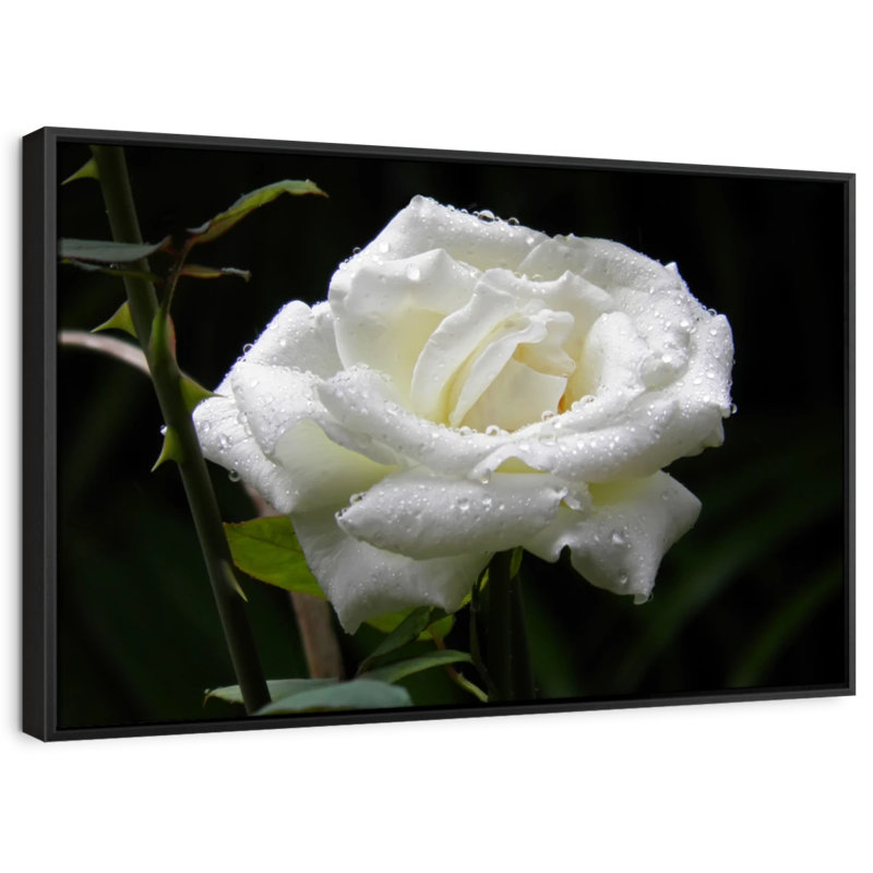 Impression sur toile Dewdrops On White Rose, H 9 po x l 13 po