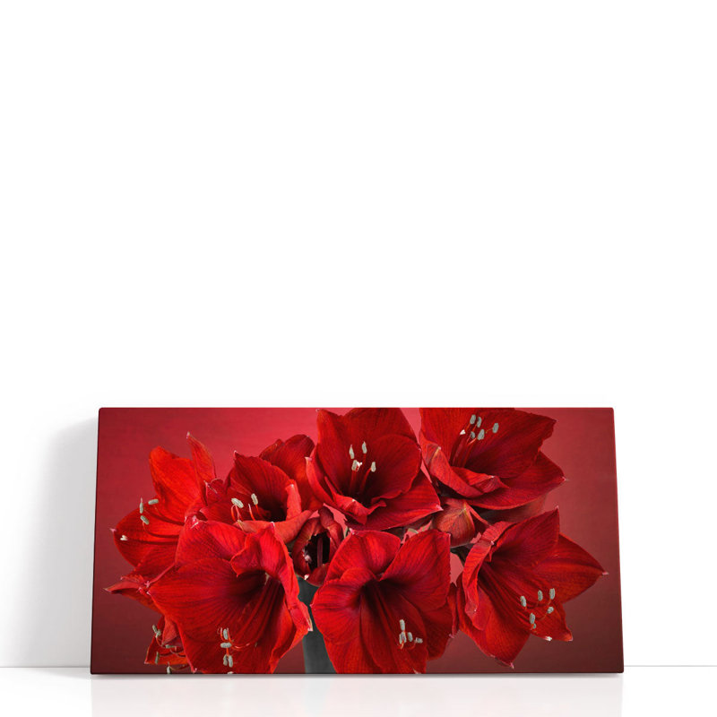 Amaryllis Flower 1 - reproduction d'art sur toile, H 10 po x l 20 po